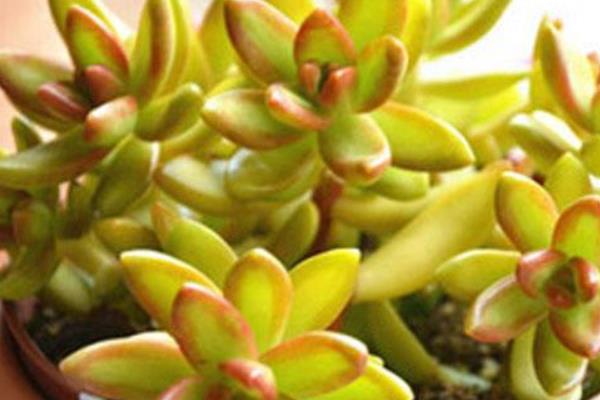 多肉植物铭月的繁殖方法 铭月怎么养