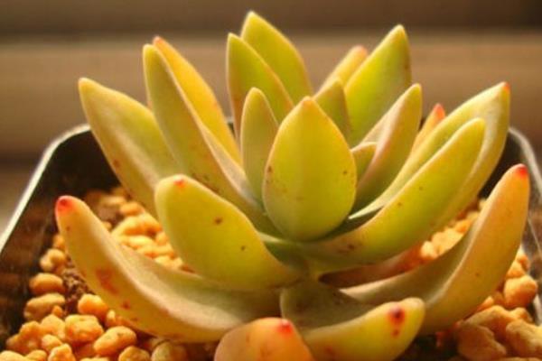 多肉植物铭月的繁殖方法 铭月怎么养