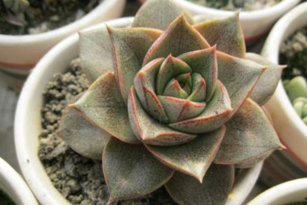 大和锦和酒神的区别是什么 大和锦的养护技巧