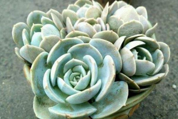 鲁氏石莲图片大全（老桩） 鲁氏石莲特点与简介