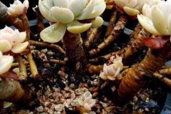 鲁氏石莲图片大全（老桩） 鲁氏石莲特点与简介