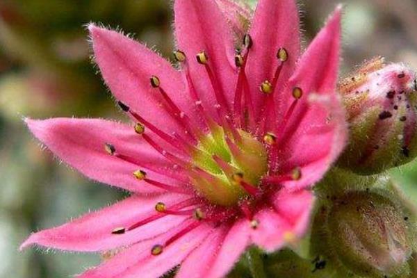 多肉植物蛛丝卷绢、毛卷娟、红卷娟的区别是什么 蛛丝卷绢的养护方法