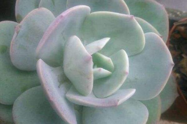 白凤多肉开花吗 白凤多肉怎么浇水