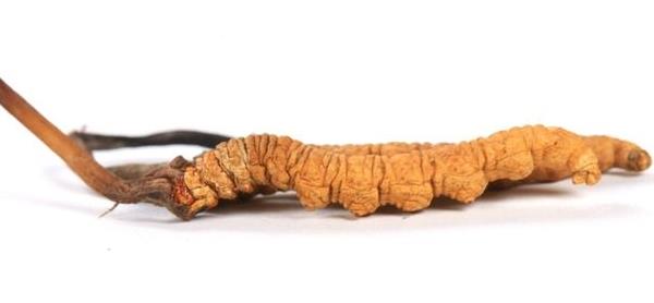 冬虫夏草的功效与作用及禁忌 冬虫夏草什么时候吃最好