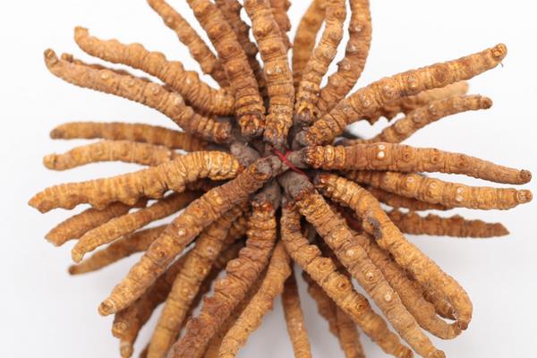 冬虫夏草是虫还是草 冬虫夏草食用方法