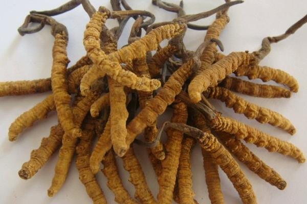 冬虫夏草是虫还是草 冬虫夏草食用方法