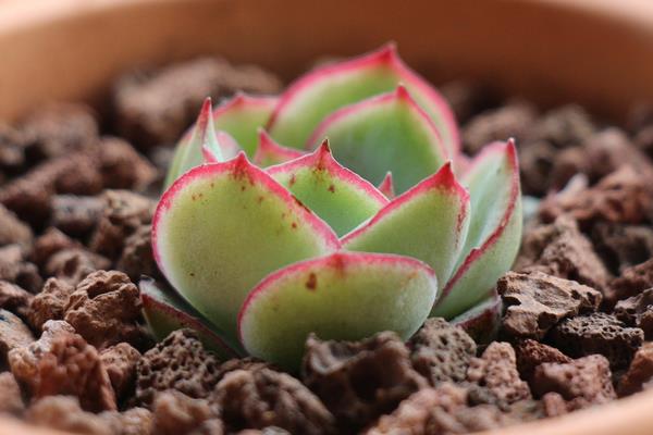 月光女神多肉市场价格多少钱一盆  月光女神的生长习性和养护方式