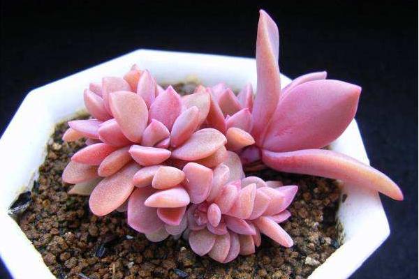 初恋多肉的繁殖方法（扦插） 初恋的养护技巧