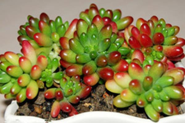 虹之玉的养殖方法与注意事项 虹之玉怎么养快速爆盆