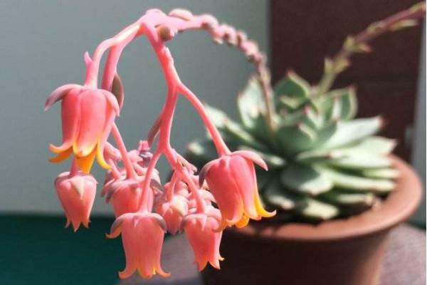 吉娃莲什么时候开花 吉娃莲繁殖方法(叶插)