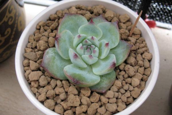 吉娃莲什么时候开花 吉娃莲繁殖方法(叶插)