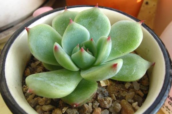 吉娃莲什么时候开花 吉娃莲繁殖方法(叶插)