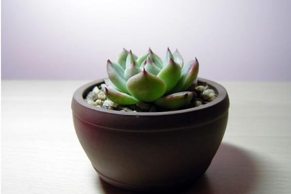 吉娃莲什么时候开花 吉娃莲繁殖方法(叶插)