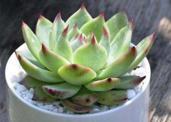 吉娃莲什么时候开花 吉娃莲繁殖方法(叶插)