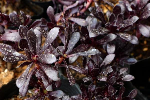 黑法师多肉和紫羊绒的区别是什么  黑王子和黑法师有什么区别