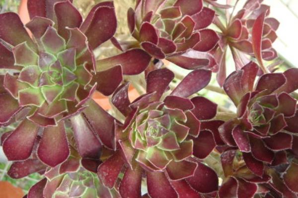 黑法师多肉和紫羊绒的区别是什么 黑王子和黑法师有什么区别