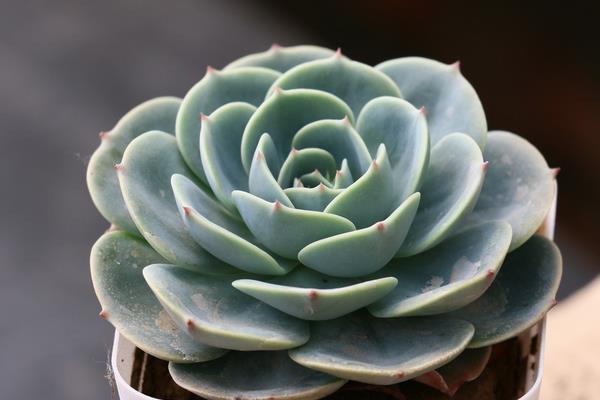 玉蝶多肉图片大全(老桩) 多肉植物玉蝶特点与简介