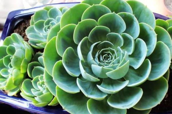 玉蝶多肉图片大全(老桩) 多肉植物玉蝶特点与简介