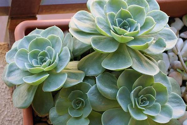 玉蝶多肉图片大全(老桩) 多肉植物玉蝶特点与简介