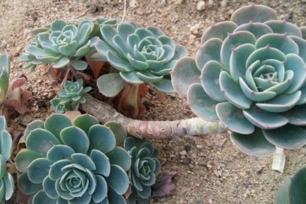 玉蝶多肉图片大全(老桩) 多肉植物玉蝶特点与简介