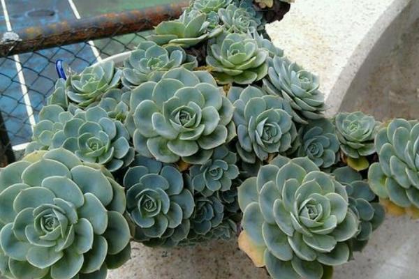 玉蝶多肉图片大全(老桩) 多肉植物玉蝶特点与简介