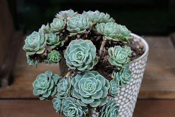 玉蝶多肉图片大全(老桩) 多肉植物玉蝶特点与简介