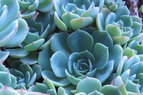 玉蝶多肉图片大全(老桩) 多肉植物玉蝶特点与简介