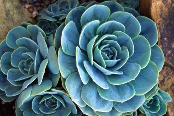 玉蝶多肉图片大全(老桩) 多肉植物玉蝶特点与简介