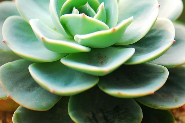 玉蝶多肉图片大全(老桩) 多肉植物玉蝶特点与简介