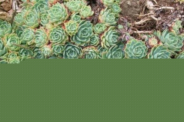 玉蝶多肉繁殖方法 玉蝶多肉掉叶叶子裂开怎么办