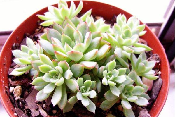 女雏怎么养(爆盆) 多肉女雏养殖方法与注意事项