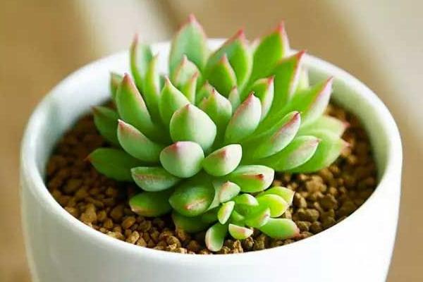 女雏怎么养(爆盆) 多肉女雏养殖方法与注意事项