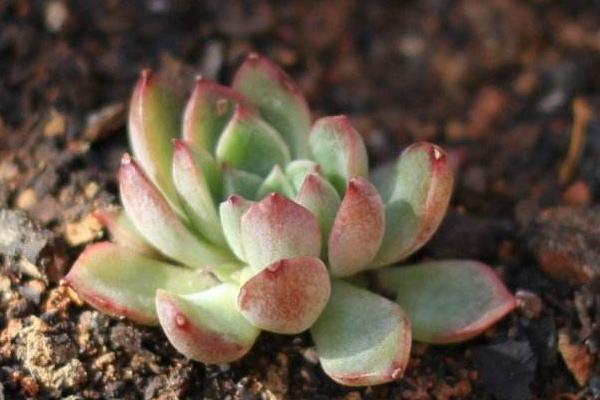 女雏怎么养(爆盆) 多肉女雏养殖方法与注意事项