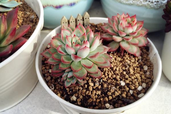 女雏怎么养(爆盆) 多肉女雏养殖方法与注意事项