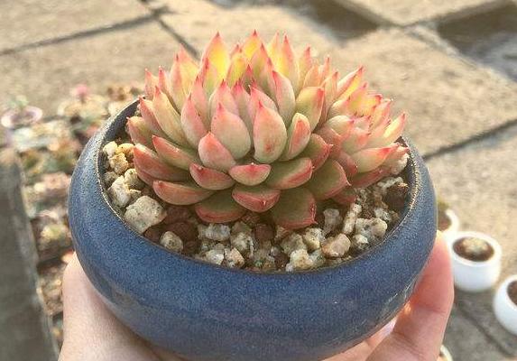 女雏怎么养(爆盆) 多肉女雏养殖方法与注意事项