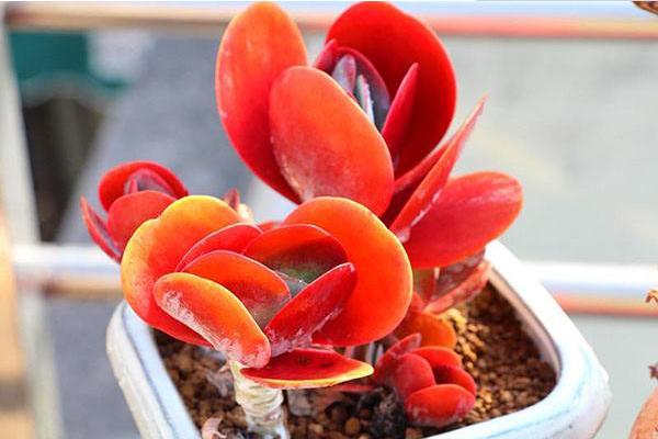 唐印多肉植物的养殖方法与注意事项 多肉唐印能养到多大