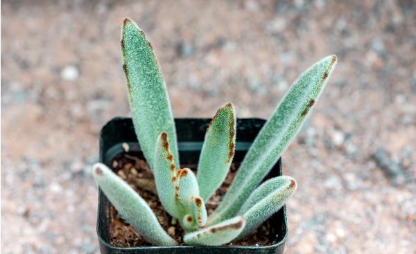 月兔耳多肉怎么繁殖(扦插) 月兔耳多肉开花吗