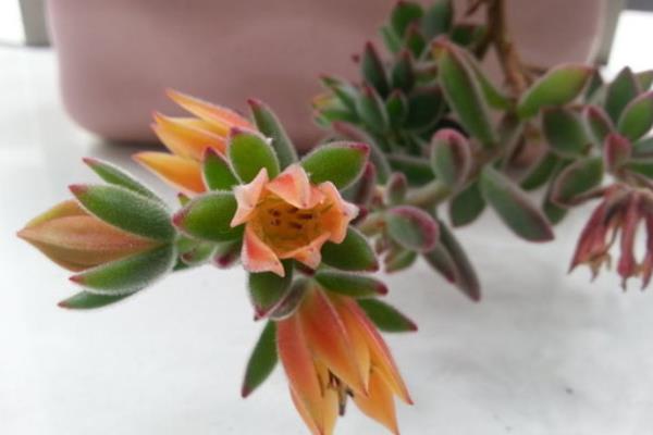 月兔耳多肉怎么繁殖(扦插) 月兔耳多肉开花吗