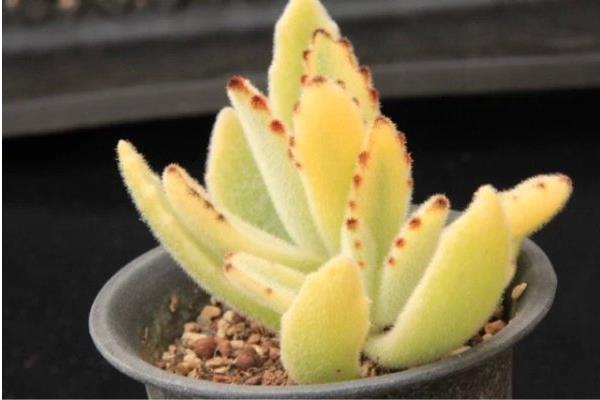 月兔耳多肉怎么繁殖(扦插) 月兔耳多肉开花吗