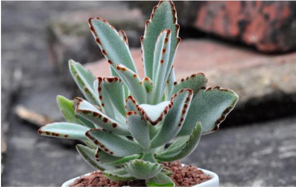 月兔耳多肉怎么繁殖(扦插) 月兔耳多肉开花吗