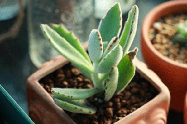 月兔耳多肉怎么繁殖(扦插) 月兔耳多肉开花吗