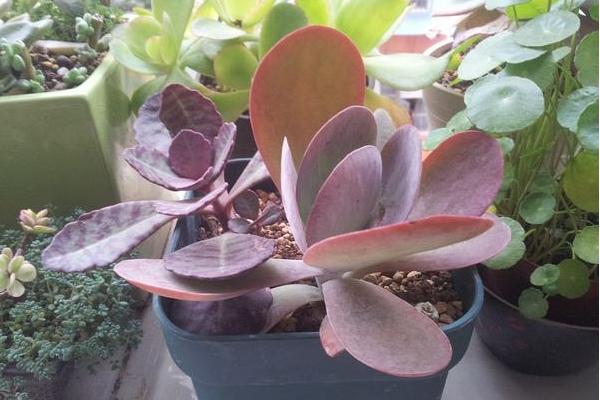 唐印多肉植物的养殖方法与注意事项 多肉唐印能养到多大