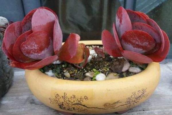 唐印多肉植物的养殖方法与注意事项 多肉唐印能养到多大