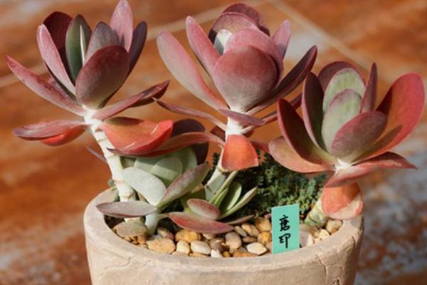 唐印多肉植物的养殖方法与注意事项 多肉唐印能养到多大