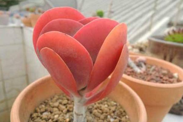 唐印多肉植物的养殖方法与注意事项 多肉唐印能养到多大