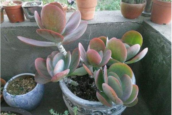 唐印多肉植物的养殖方法与注意事项 多肉唐印能养到多大