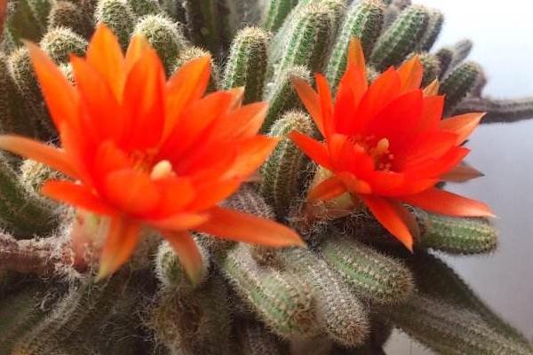 仙人指如何快速开花 仙人指浇水技巧