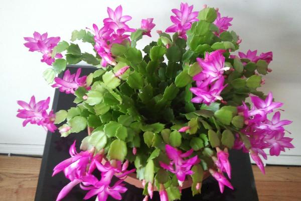 仙人指和蟹爪兰哪个好 仙人指越长越细怎么办(原因及办法)