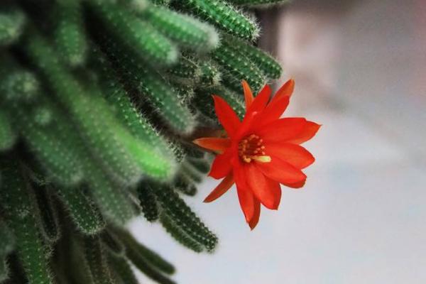 仙人指和蟹爪兰哪个好 仙人指越长越细怎么办(原因及办法)