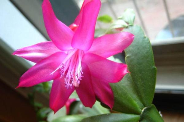 仙人指和蟹爪兰哪个好 仙人指越长越细怎么办(原因及办法)